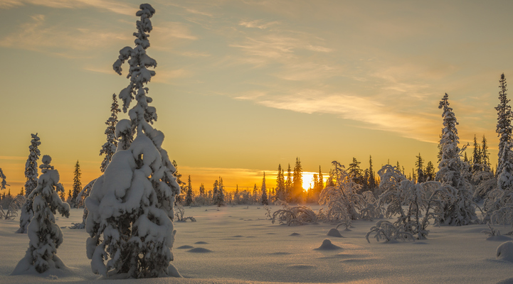 Winter landscape in direct light at sunset with orange colored sky and snowy spruce trees, Gällivare, Swedish Lapland, Sweden