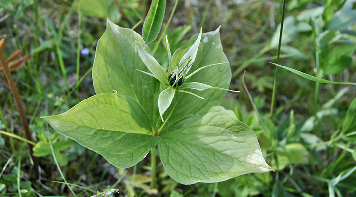Närbild på ett Ormbär. Grön växt med fyra brett ovala blad som sitter i en krans mitt på stjälken. Växten har en grönaktig blomma som sitter ensam i toppen av stjälken. I blomman sitter ett gråblått bär.