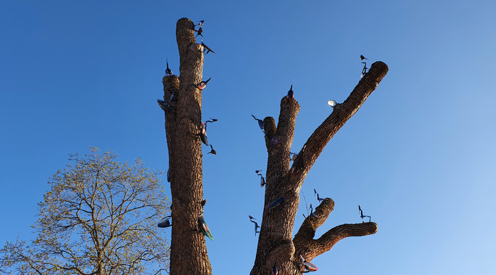 Plåtfåglar i träd