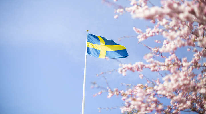 Svenska flaggan som vajar mot en blå himmel med körsbärsträd i full blom.