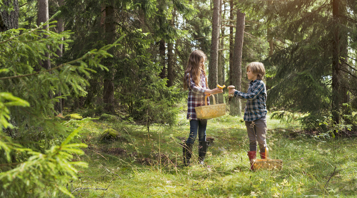 Två barn jämför svampar i en skog.