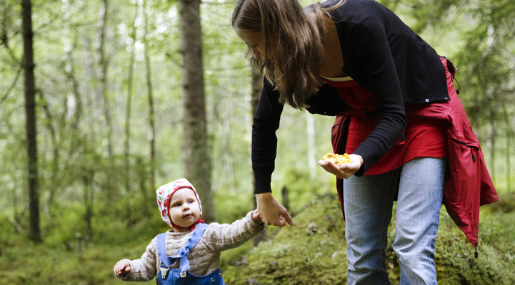 En kvinna med ett barn plockar kantareller i skogen..
