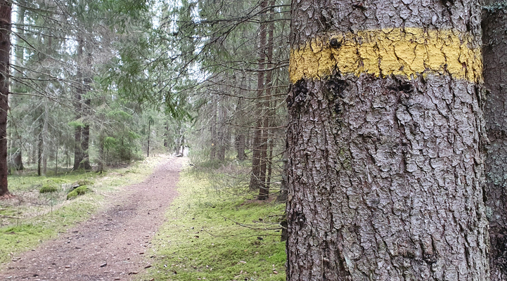 Till höger ett träd med en målad gul ring runt sig. Till vänster en skogsstig.