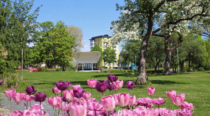 Vilhelminaparken. Rosa tulpaner i förgrunden. I bakgrunden en vit scen, träd och ett gult hus