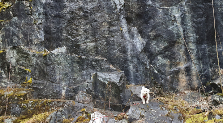 En vit hund står framför det svarta berget